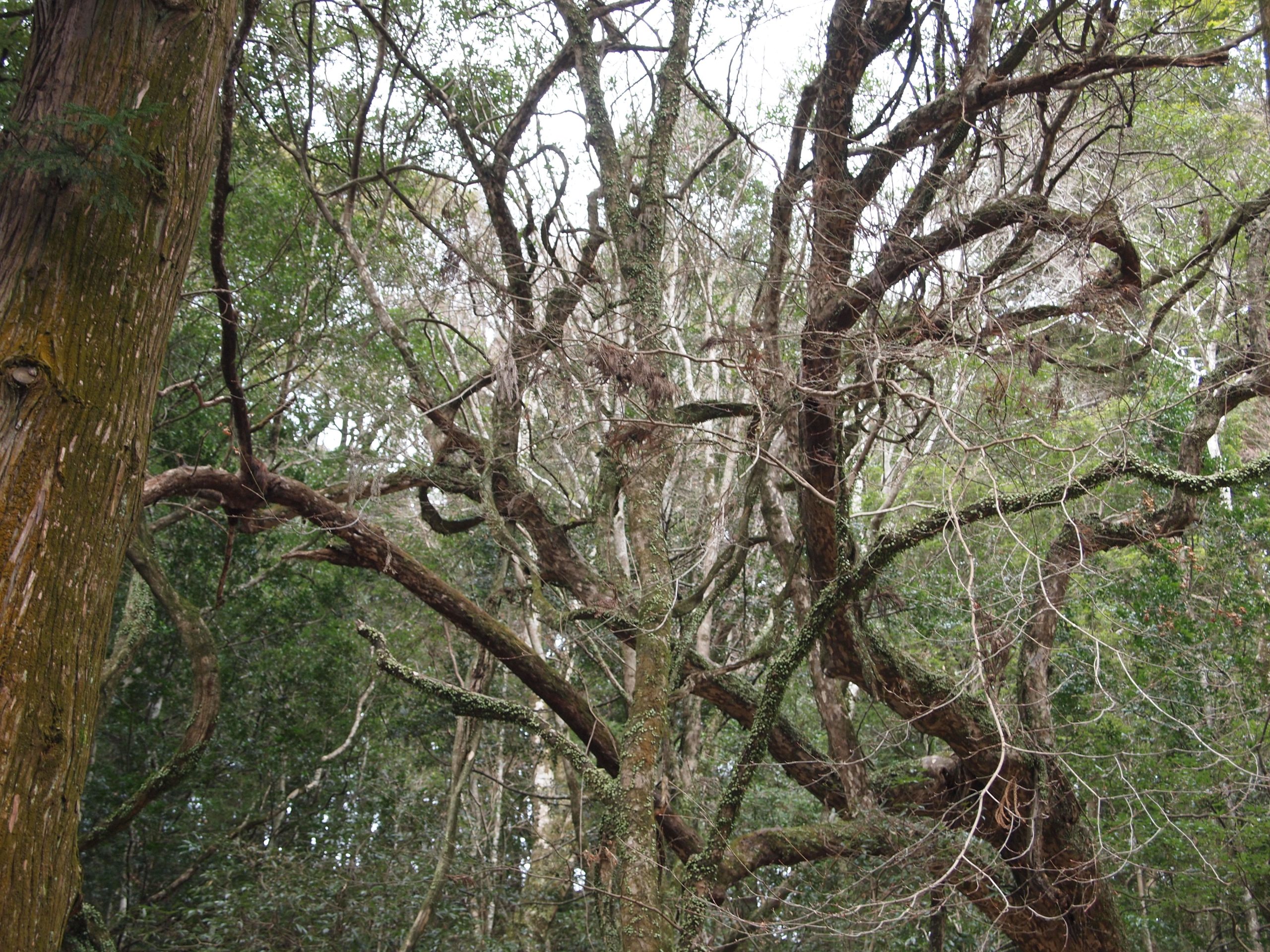 春日山原始林②