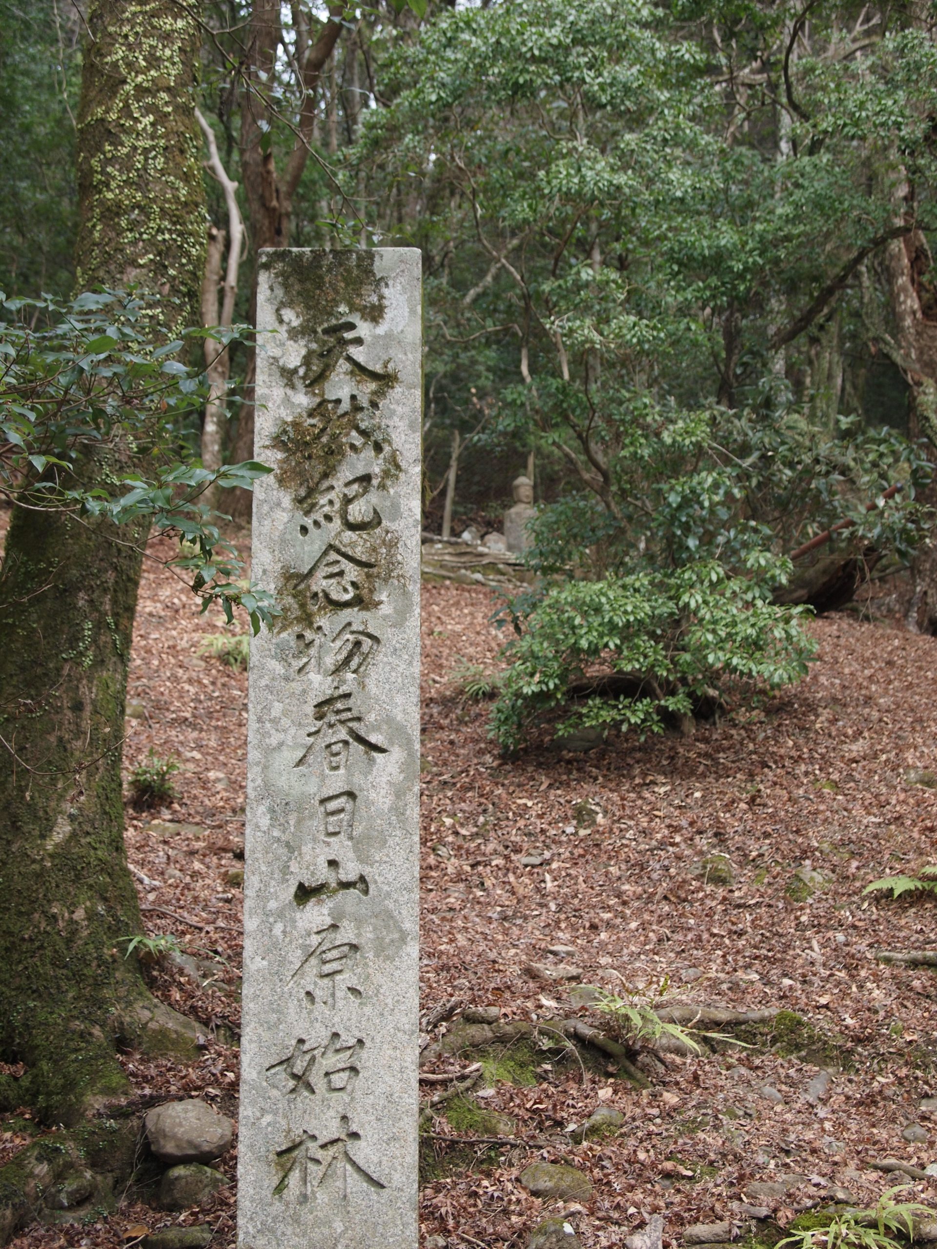 春日山原始林①