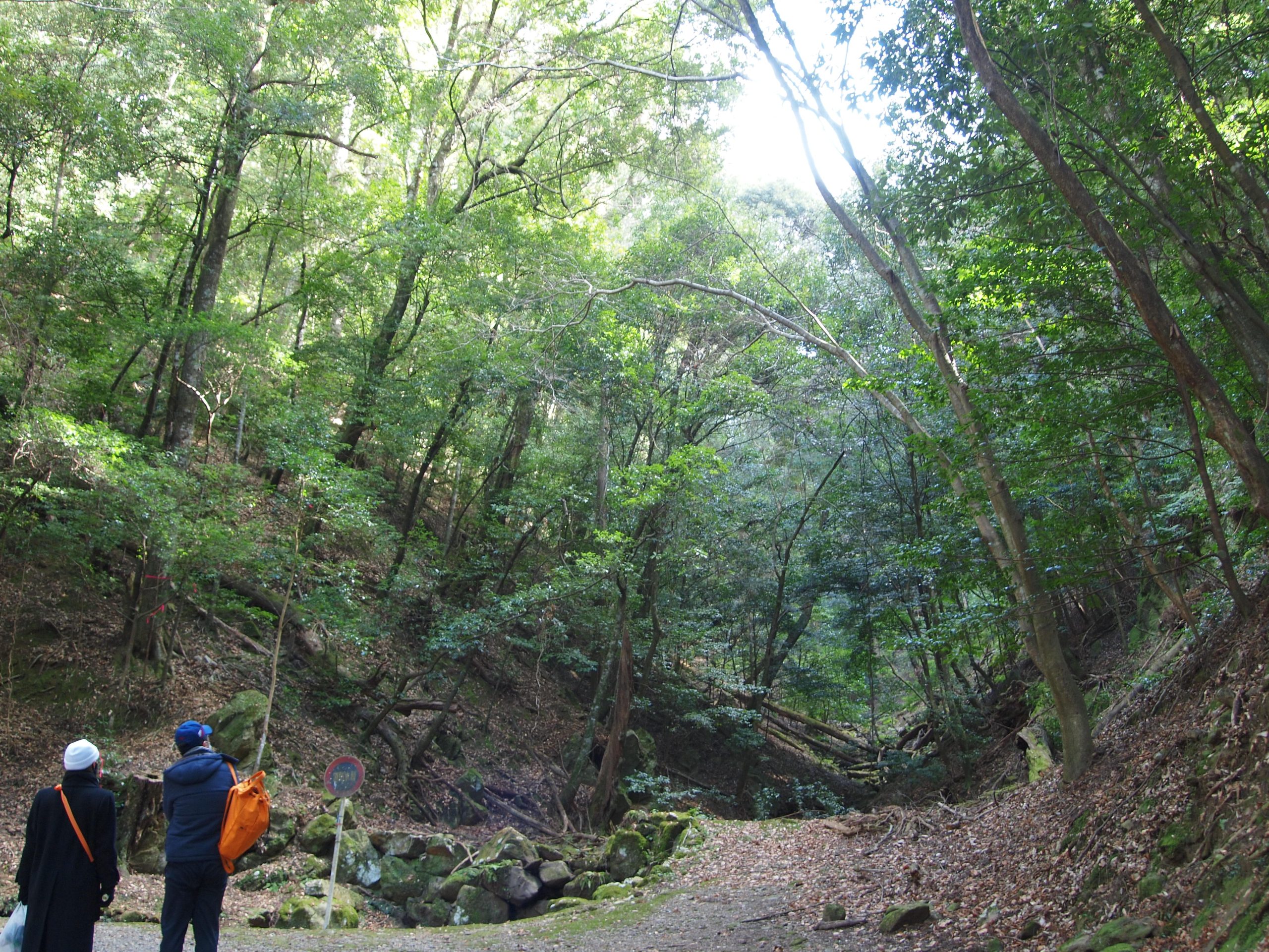 春日山原始林②