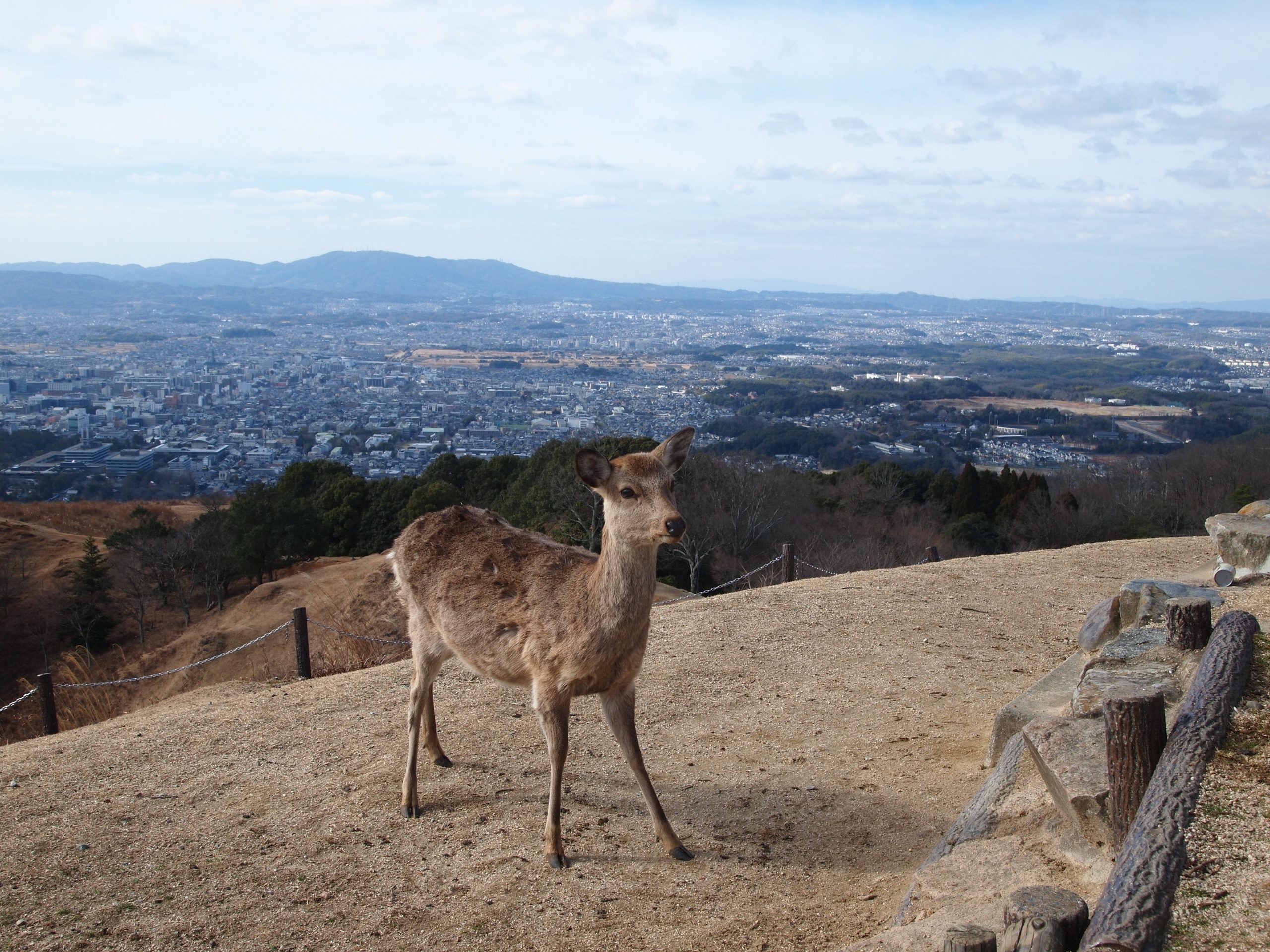 春日山原始林②